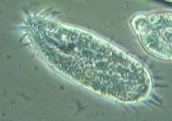 Ciliate